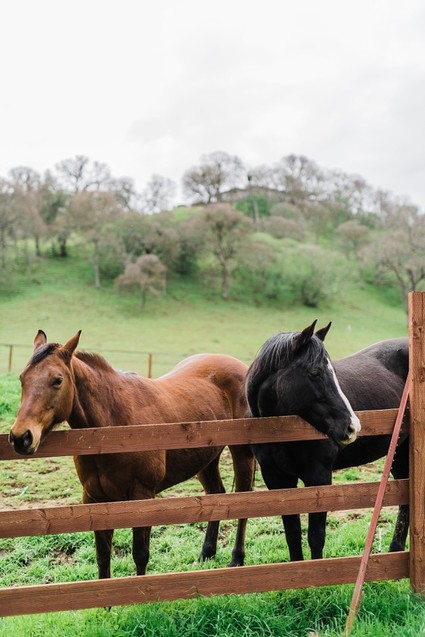Boho Western boy's baby shower