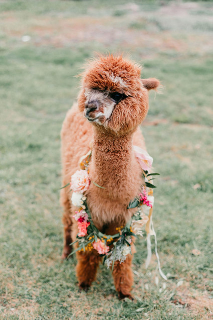 Rainbow alpaca girl's birthday party for twins