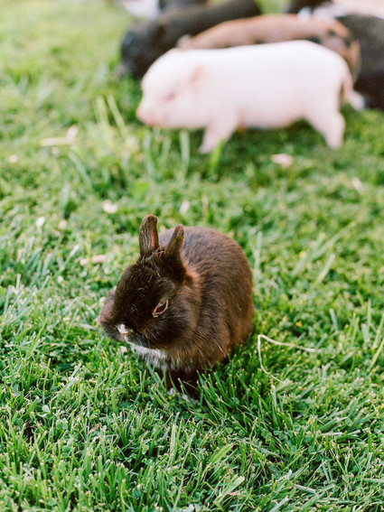 High tea backyard baby shower with baby animals
