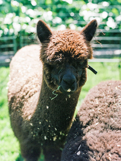 High tea backyard baby shower with baby animals