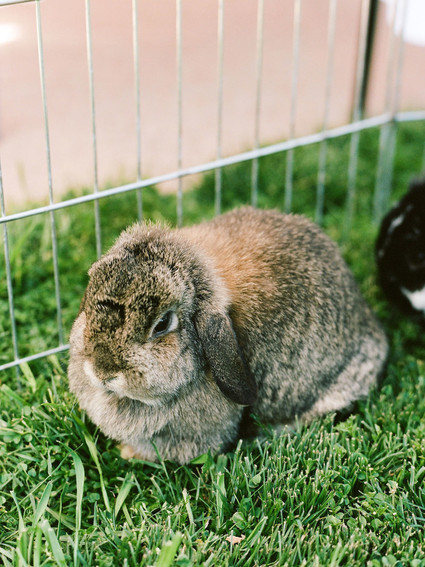 High tea backyard baby shower with baby animals