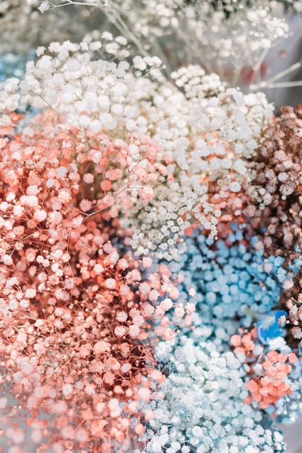 Dyed babies breath