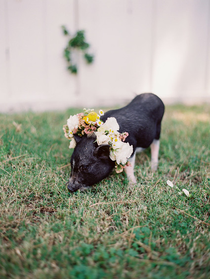 petting zoo for baby shower