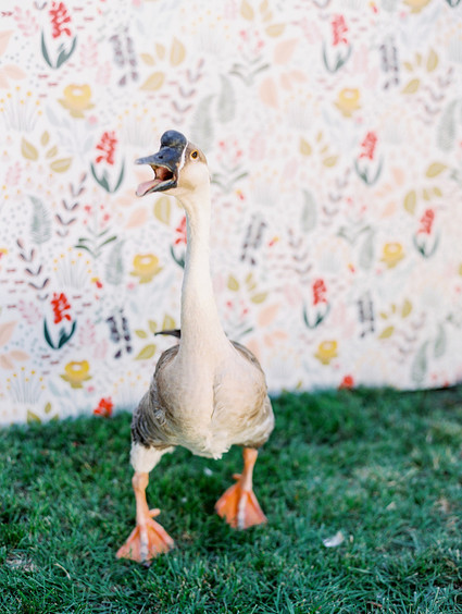 petting zoo for baby shower