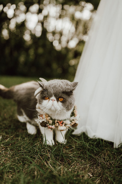 Cat ring barer Inspiration