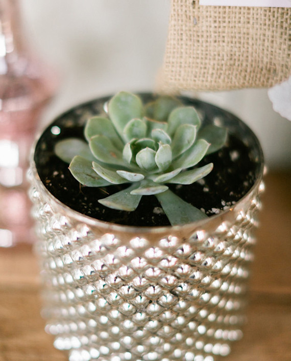 Potted succulent decoration