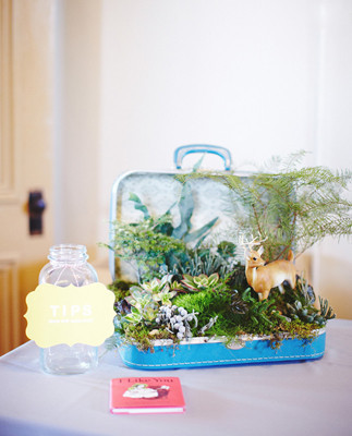 Vintage briefcase holding succulent and greens