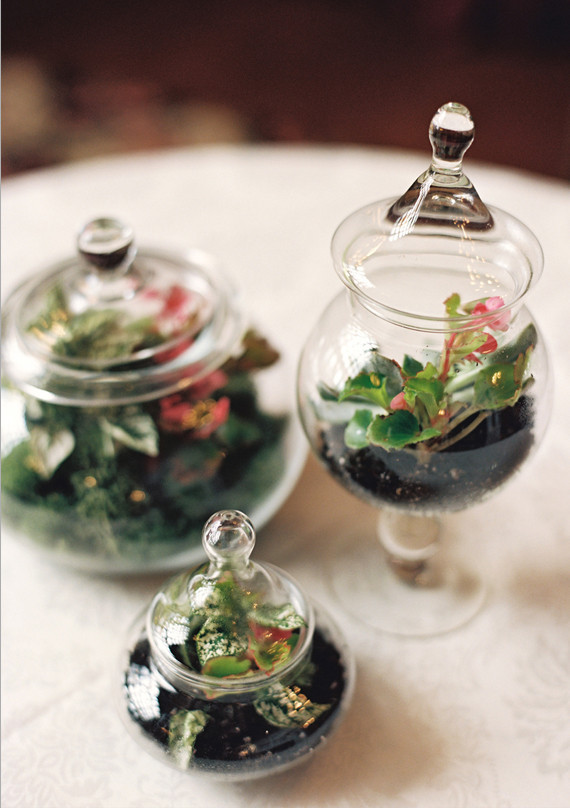 Apothecary Jar Terrariums