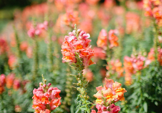 Flowers Wedding Inspiration
