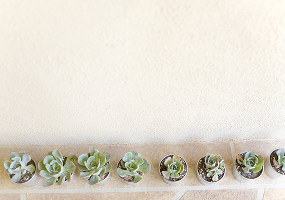 Mini succulents