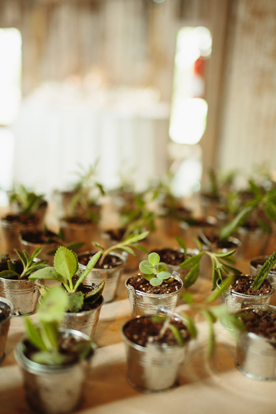 succulent favors Inspiration