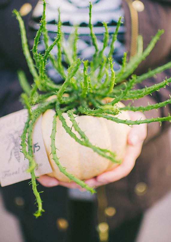 Pumpkins Inspiration