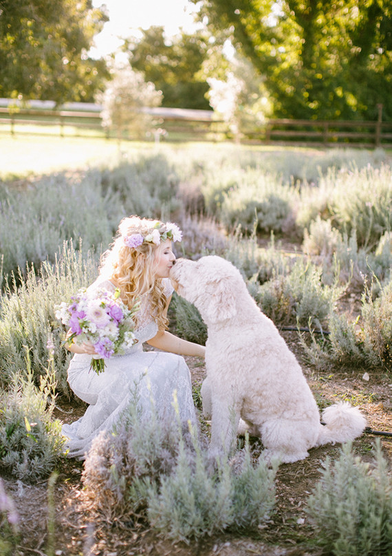 Lavender farm inspiration bride with dog Inspiration