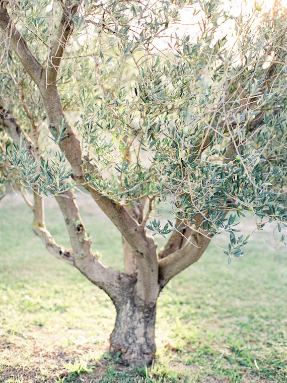 Provence olive grove wedding Wedding Inspiration