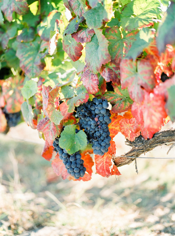 Elegant Portugal vineyard wedding Wedding Inspiration