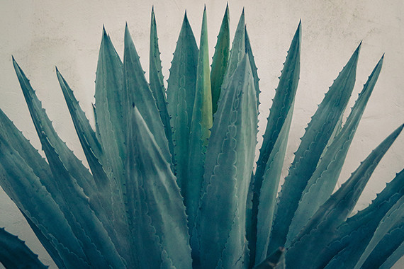 Modern Philip Dixon house wedding