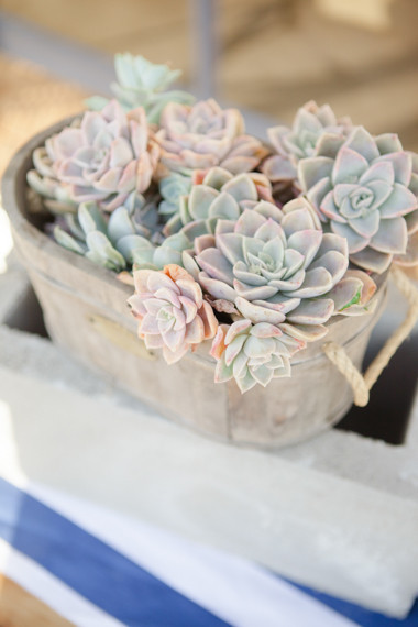 Wedding succulents