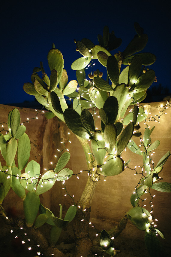 Cactus with lighting