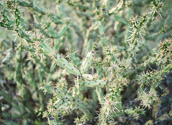 Cactus Inspiration