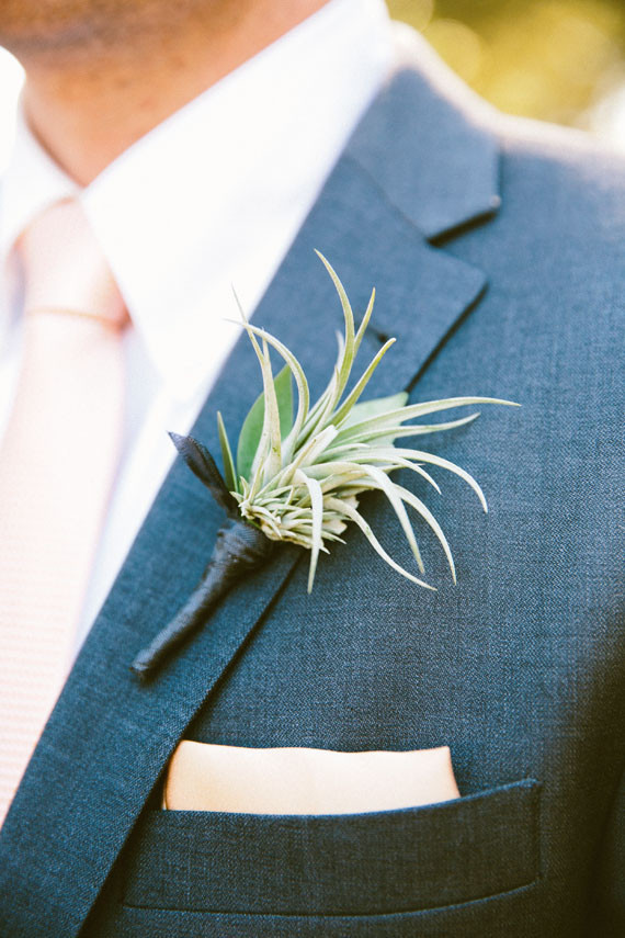 Air plant boutonnière