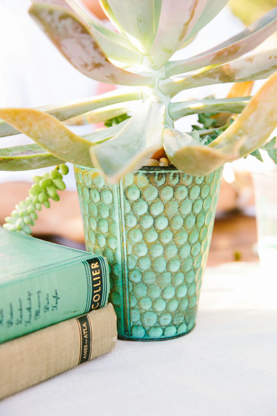 Potted succulent