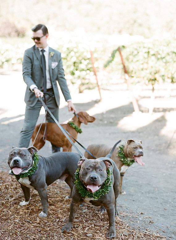 Groom with pit bulls