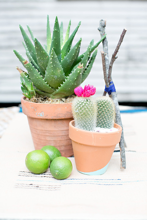 Potted cacti