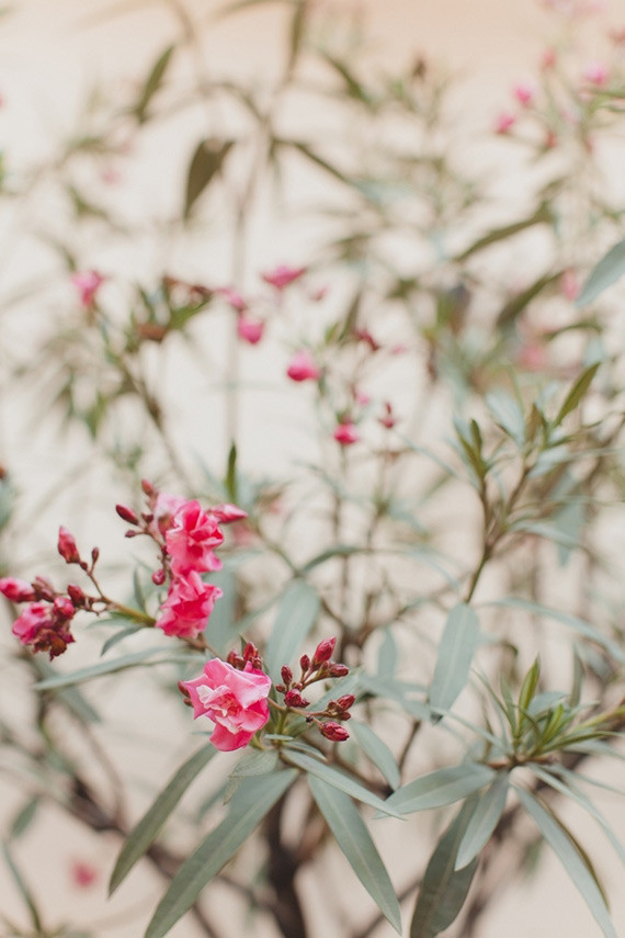 Pink flowers