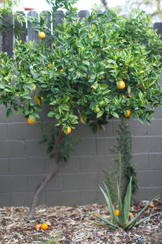 Backyard lemon tree