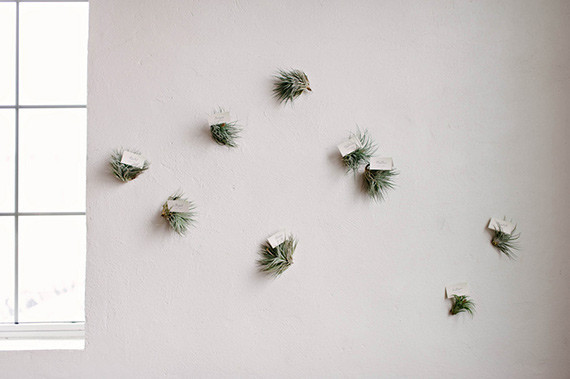 Air Plant wall decor Inspiration