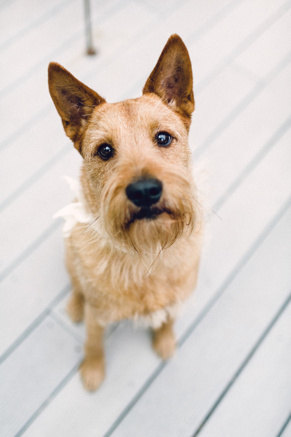 Dog portrait