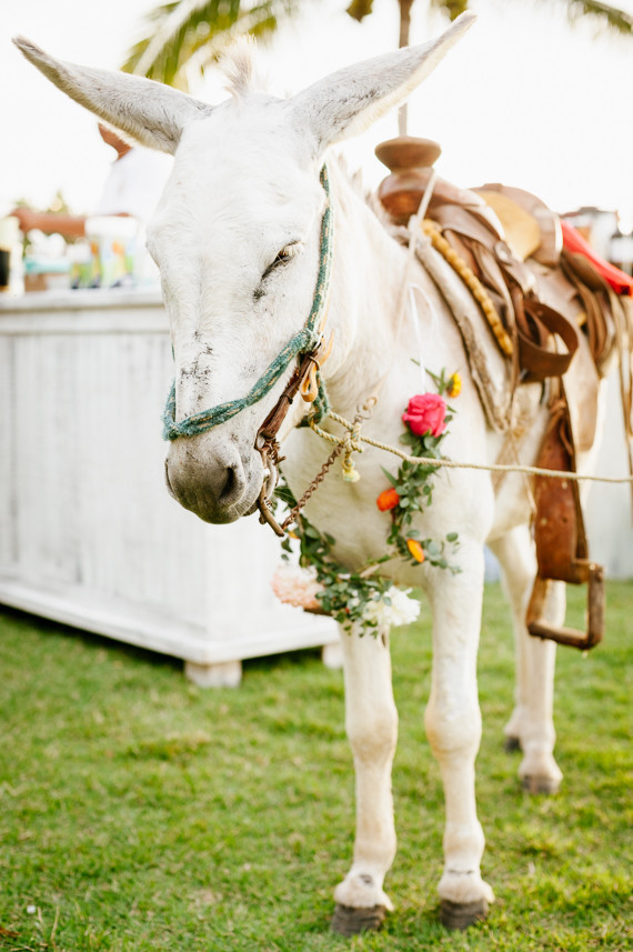 Wedding burro