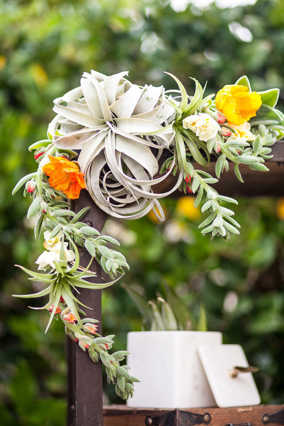 Air Plant bar cart decor
