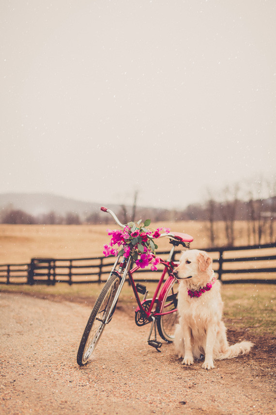 Pink wedding getaway bike