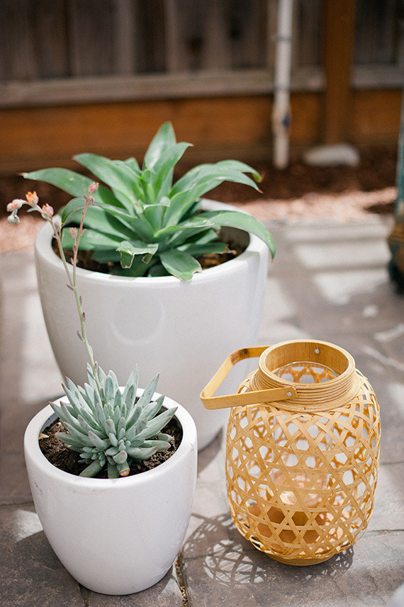 plants