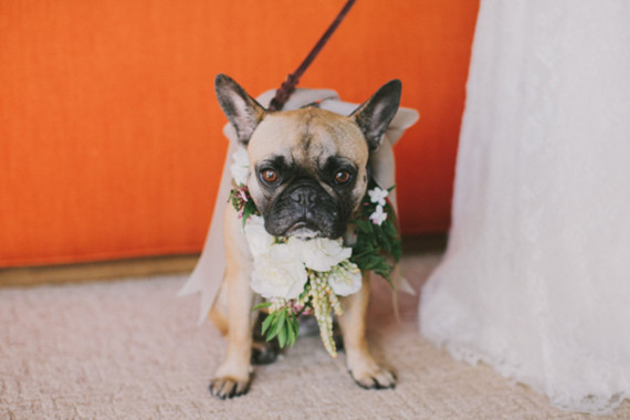 Wedding animals