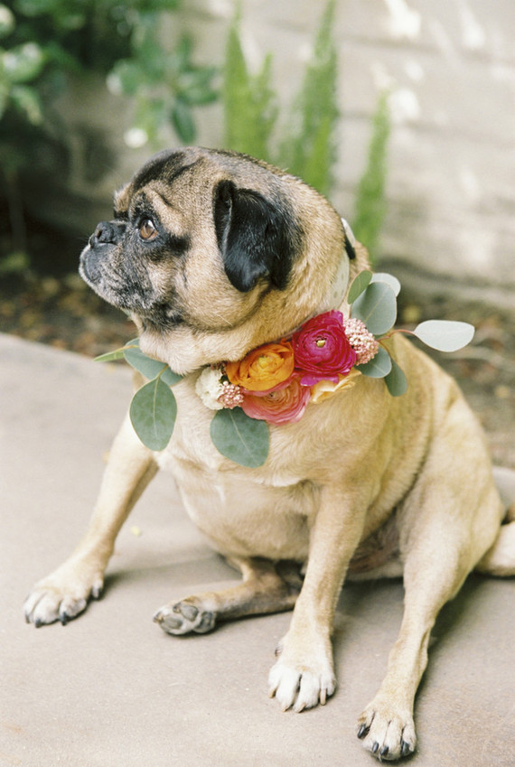Wedding dog