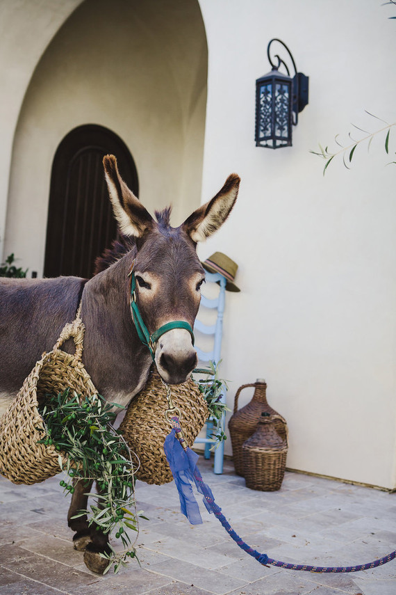 Wedding donkey