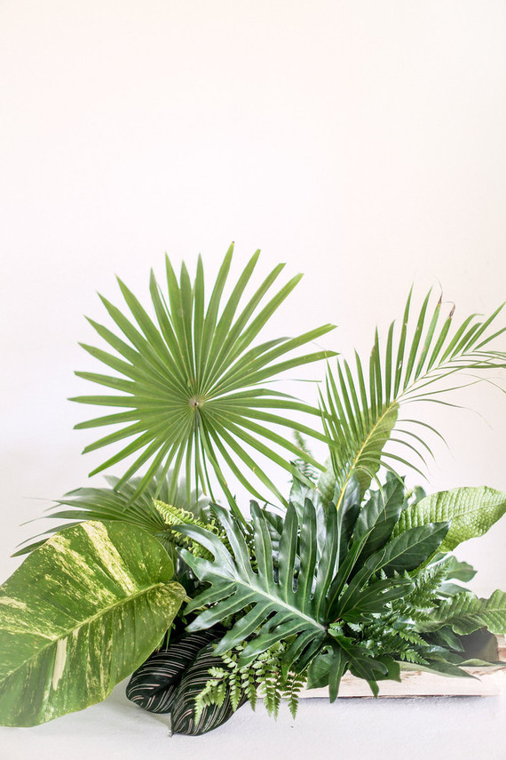 Palm fronds