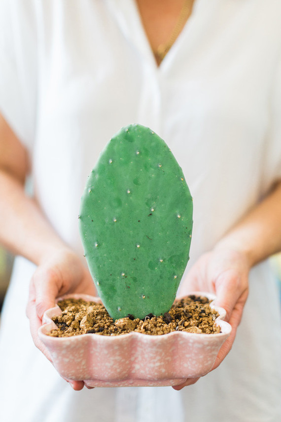 cactus party decor