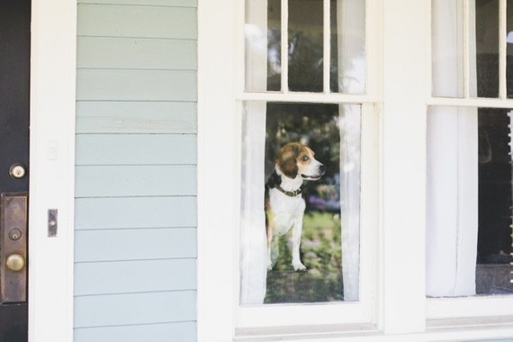 pooch Inspiration