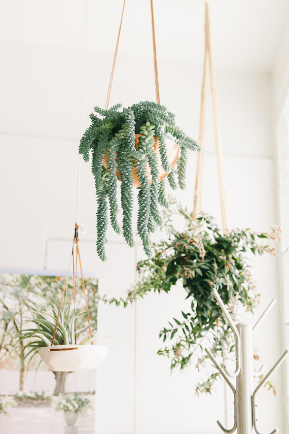 Indoor hanging plants