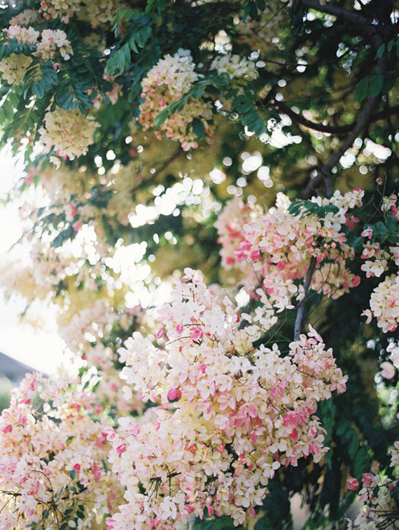 flowering tree kauai