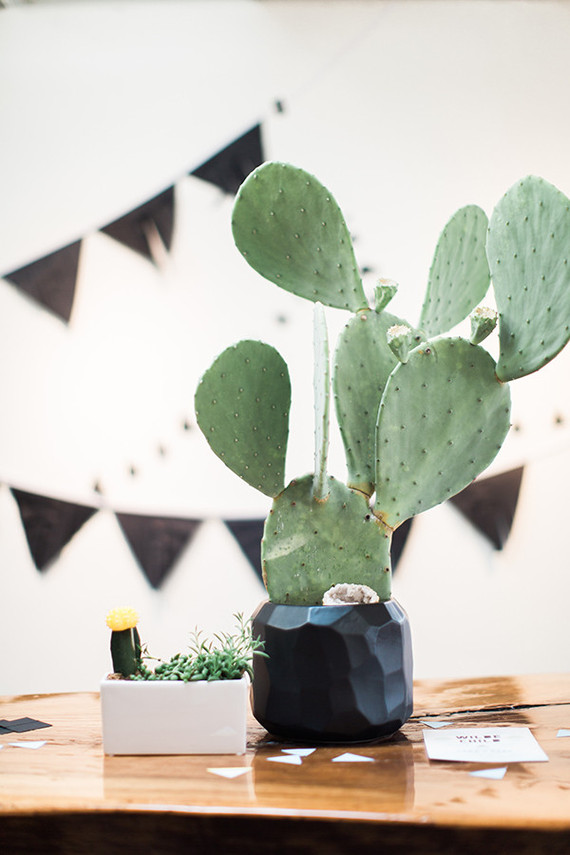 cactus decor