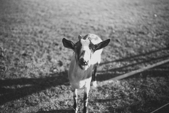 goat