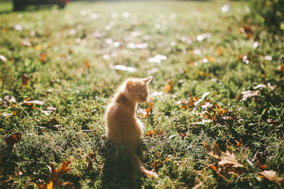 kitten in the sun