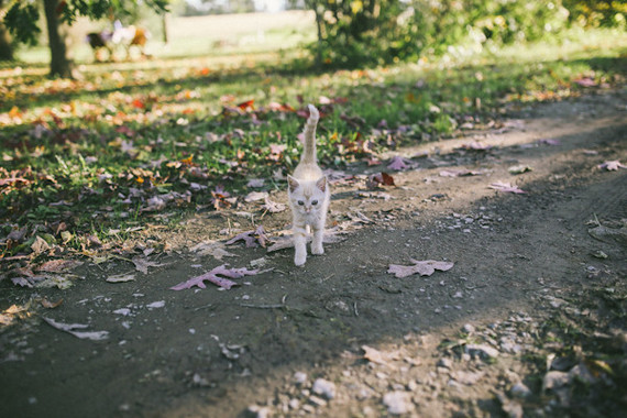 farm kitten