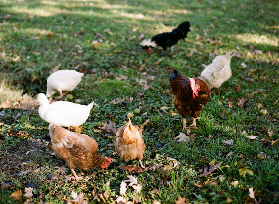 Chickens Inspiration