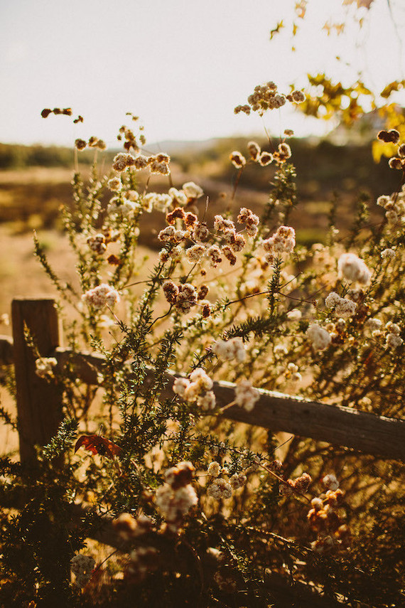 fall family portraits