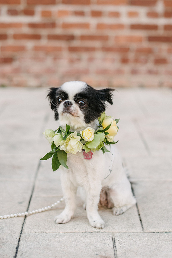 Wedding dog